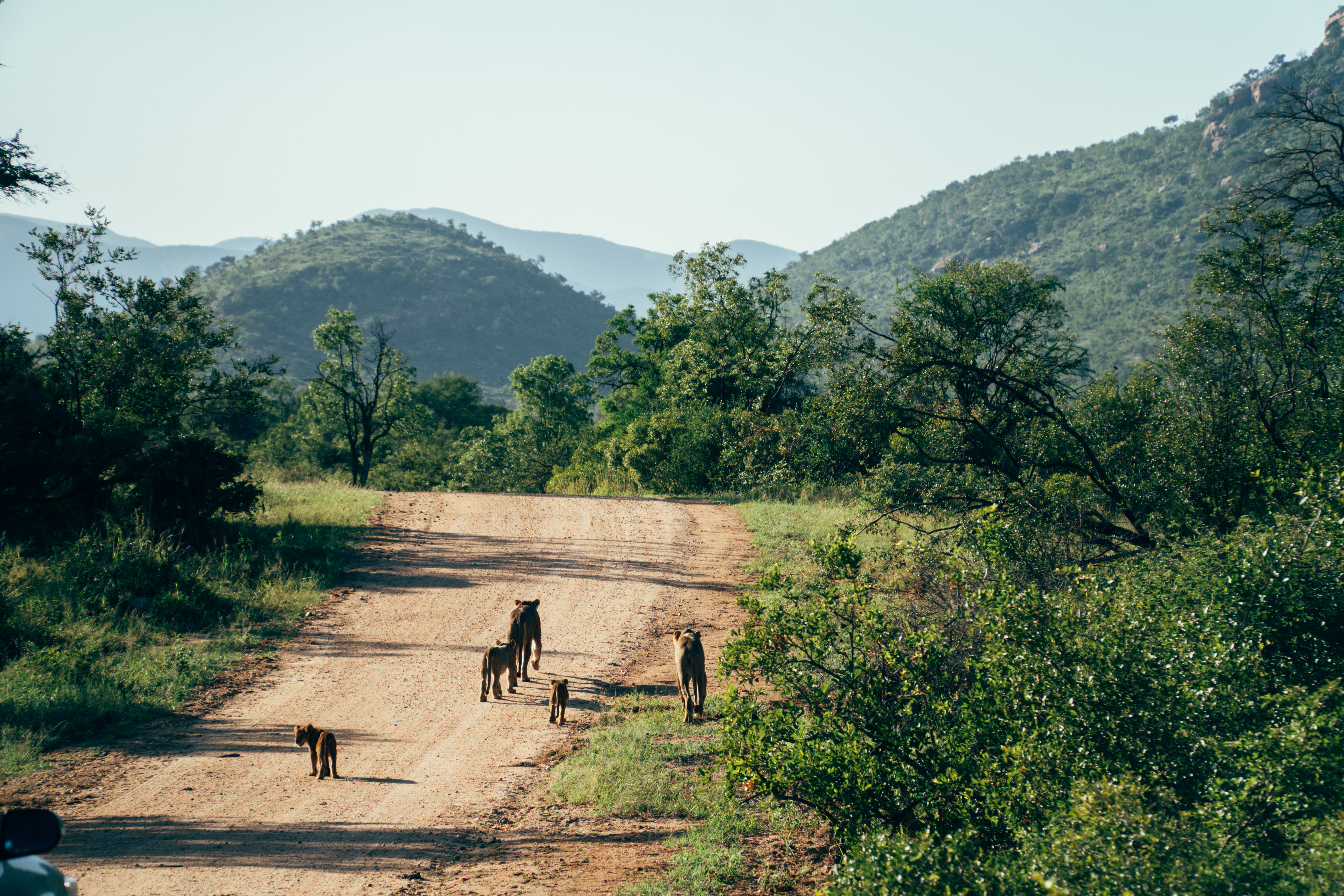 Wildkatzen auf einer Schotterstraße im Krüger-Nationalpark in Südafrika