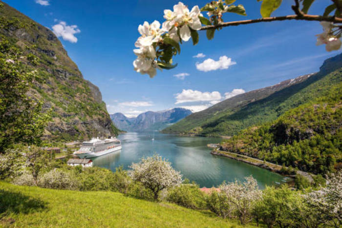 Blüten vor einem Fjord in Norwegen