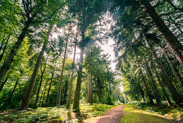 Pine forest in the New Forest National Park in Hampshire, UK