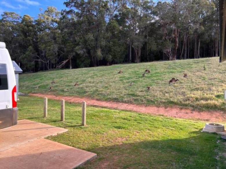 Kängurus neben einem Camper in Australien