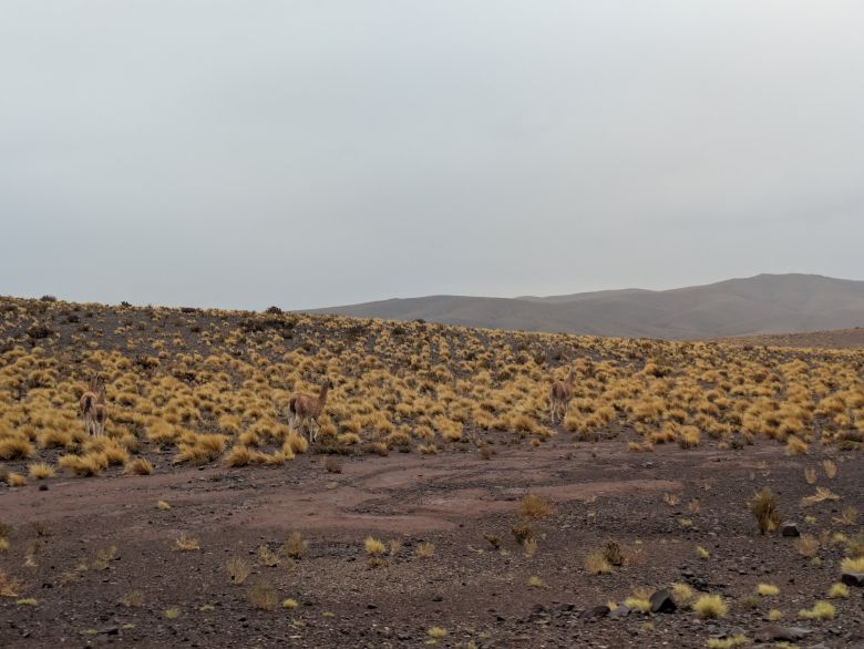 Wilde Guanakos in der Atacama-Wüste