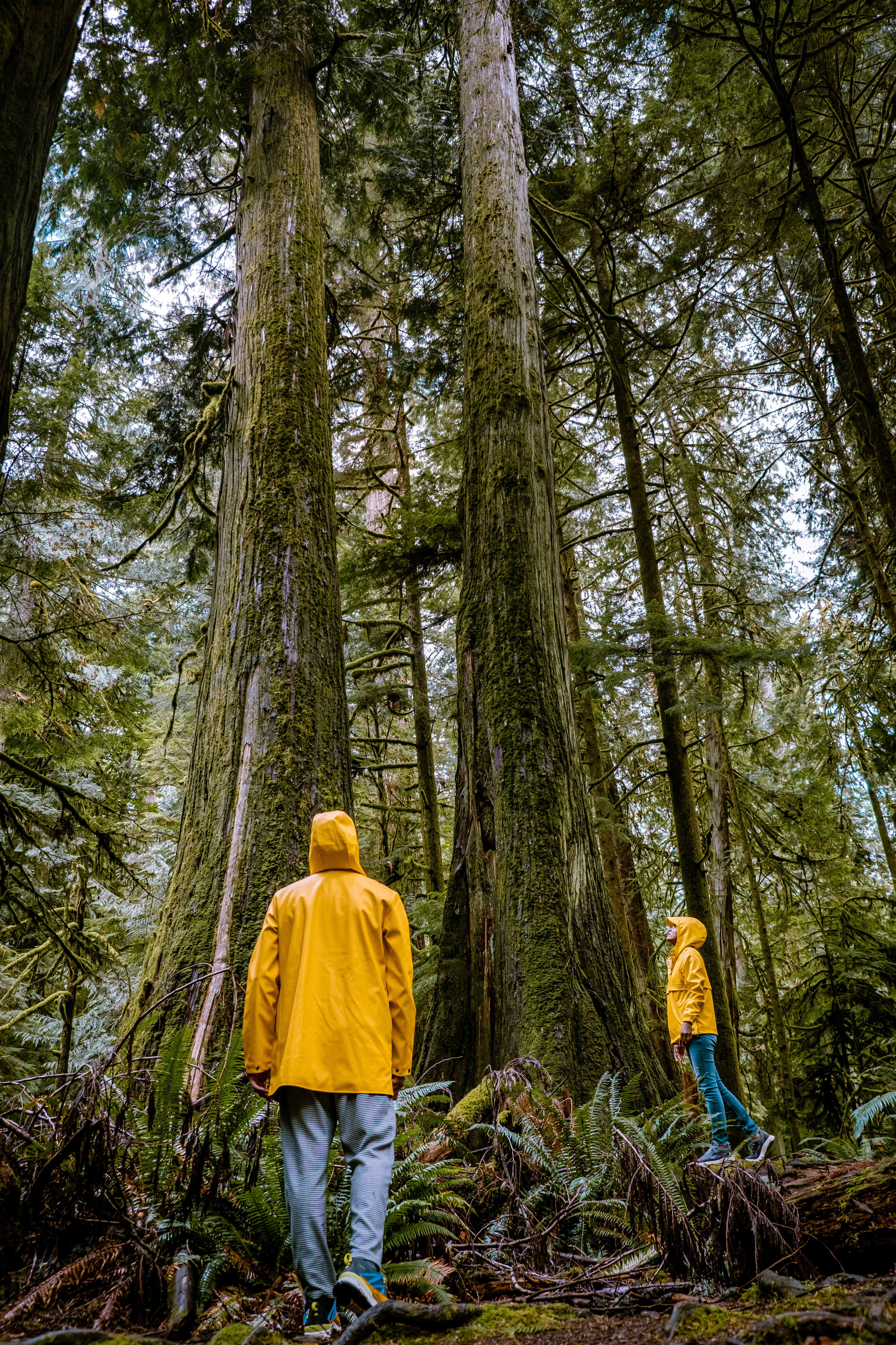 Zwei Menschen unter riesengroßen Bäumen auf Vancouver Island