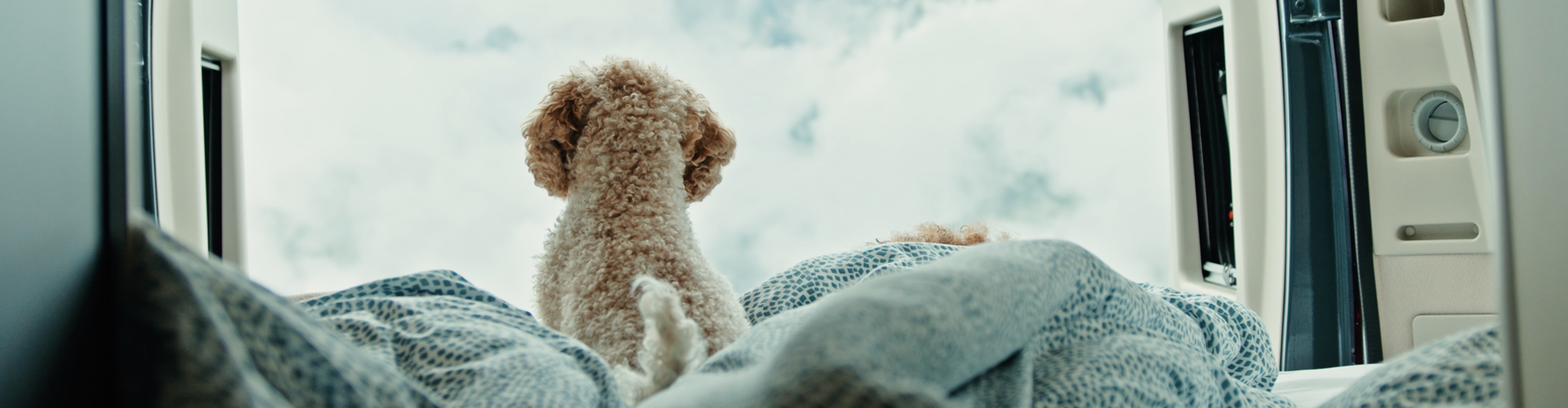 Camping with a dog