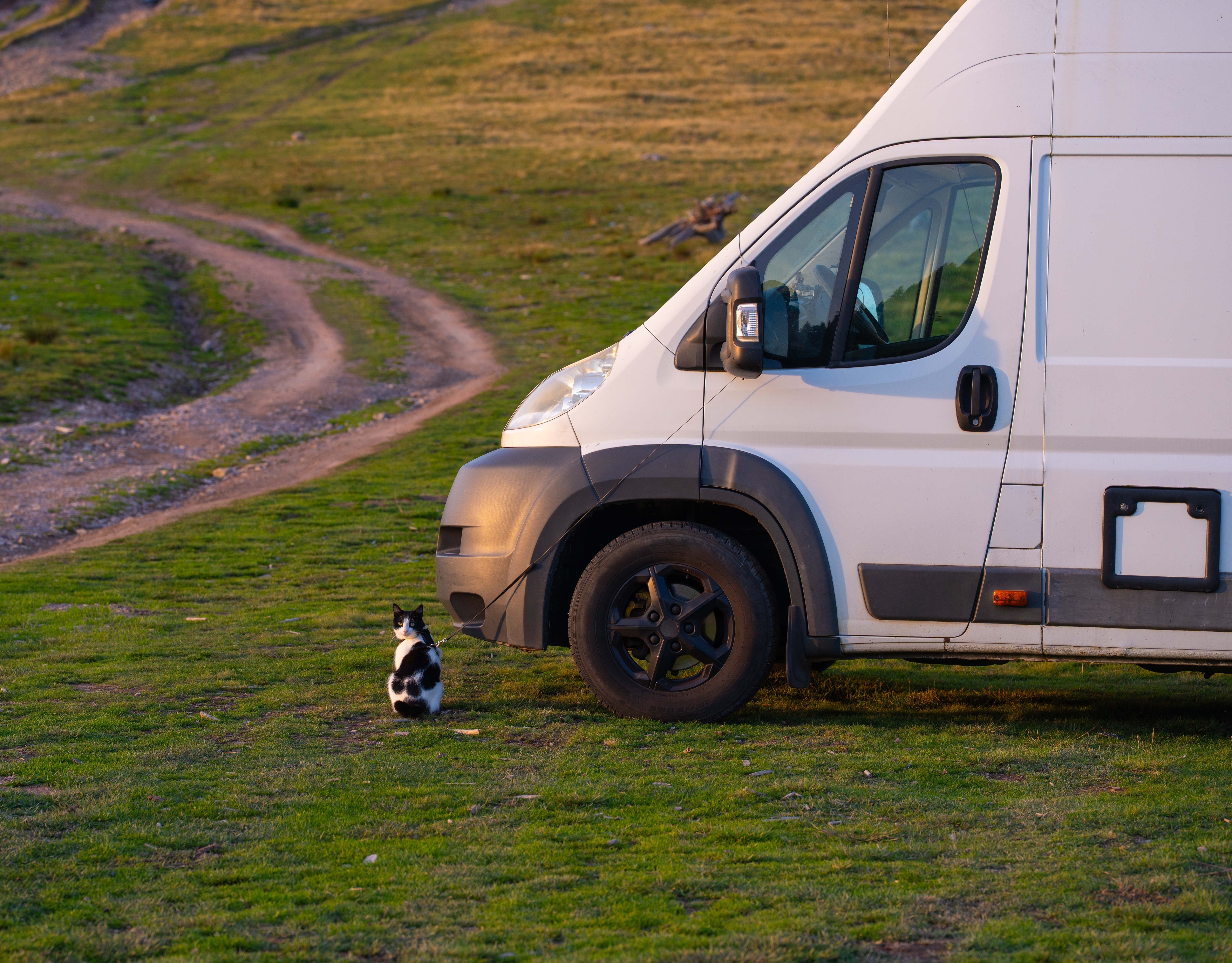Katze mit Leine am Wohnmobil