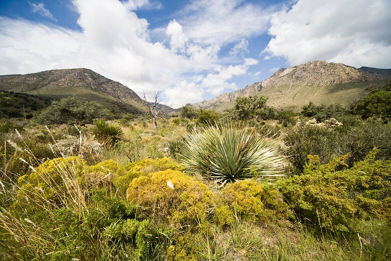 Kakteen und Berge im Guadalupe-Nationalpark in Texas