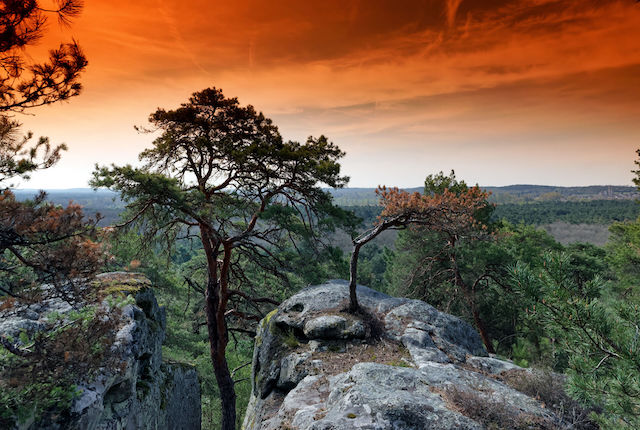 Skały Dame Jouanne w lesie Fontainebleau, Paryż