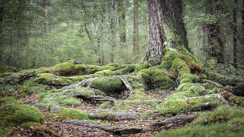 Wald mit Moos bedeckten Bäumen in Neuseeland
