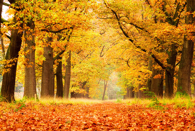 Bosque otoñal en el parque nacional "De hoge Veluwe" en los Países Bajos