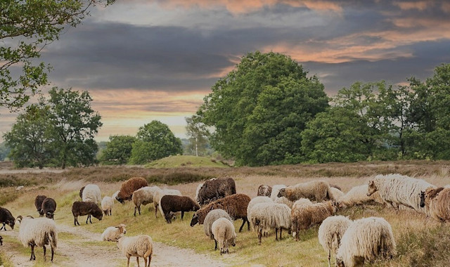 Vakantie in Drenthe: fietsen, wandelen en evenementen 