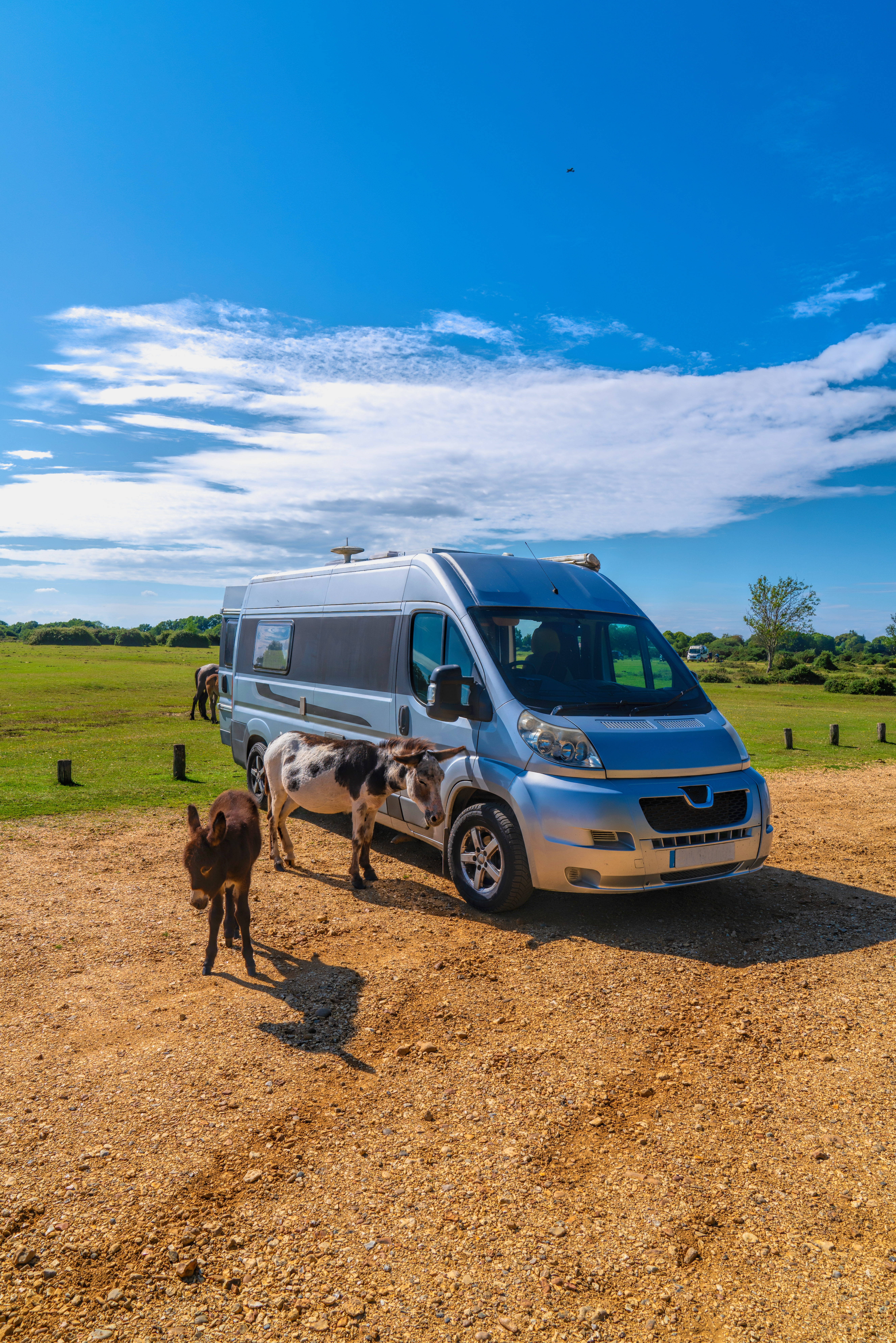 Camper in England mit Pferden