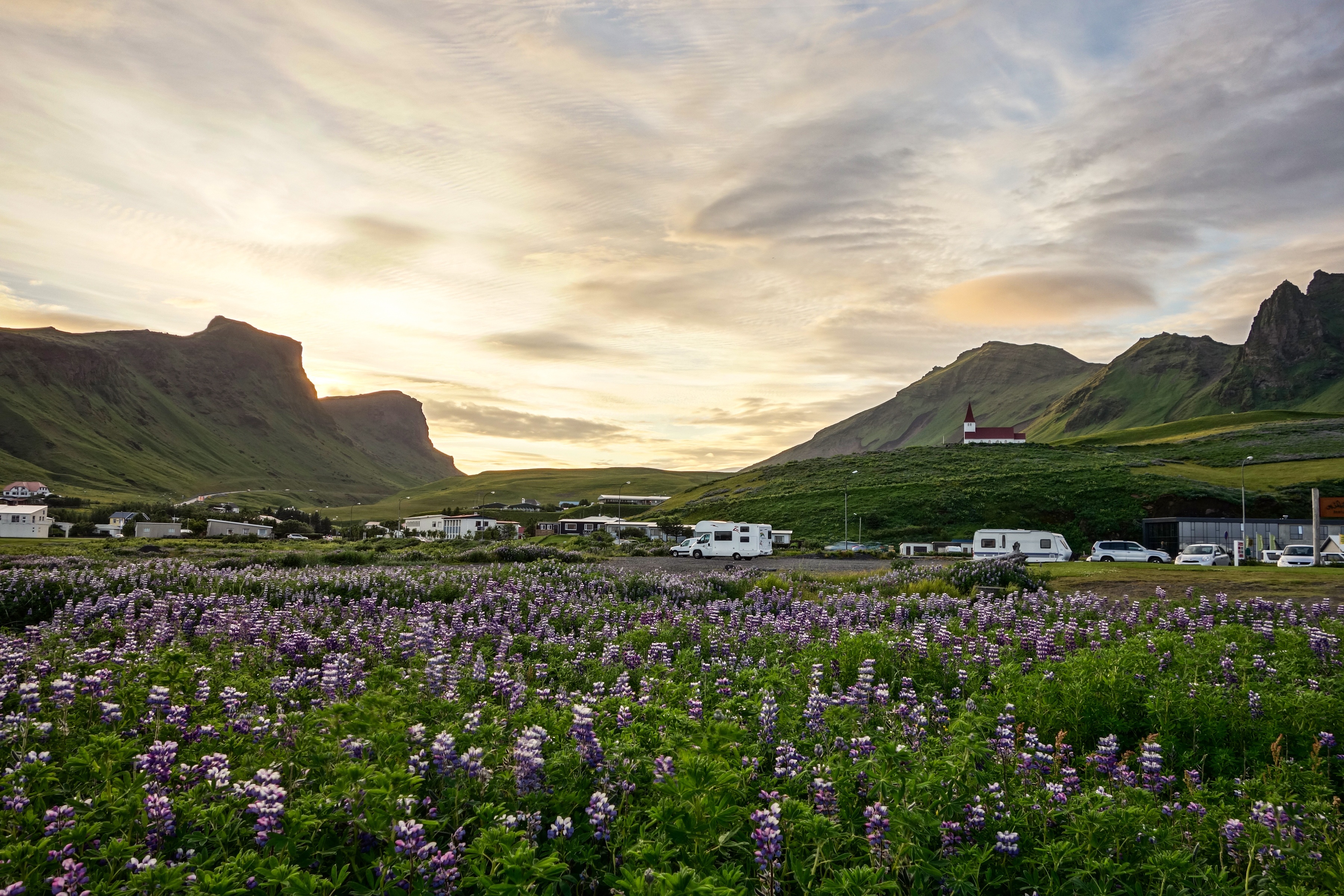 Camper zwischen Lupinenfeld und schwarzen Bergen in Island 