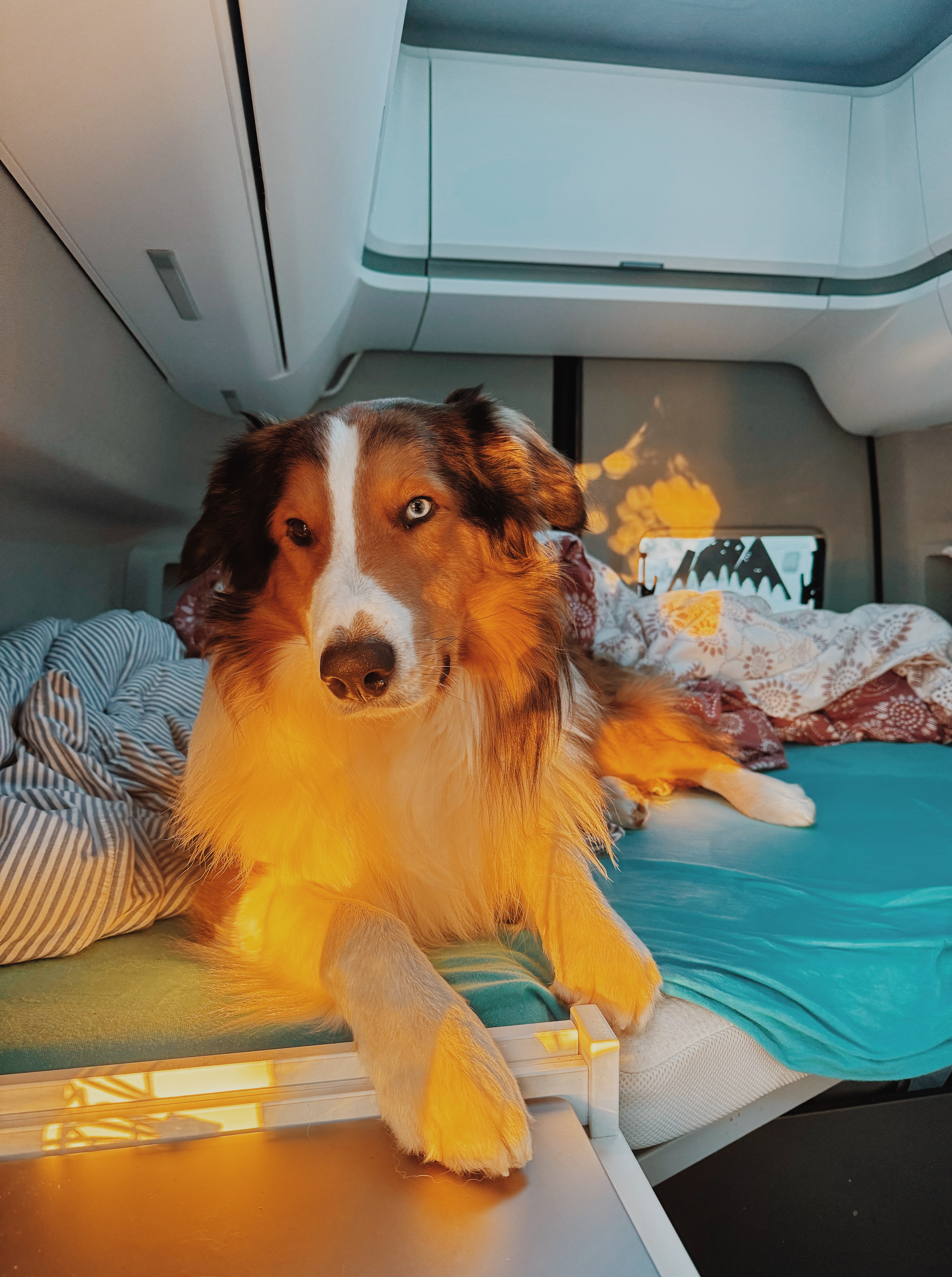 Hund im Wohnmobil auf dem Bett