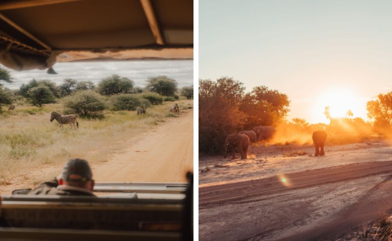 Safari-Momente in Namibia