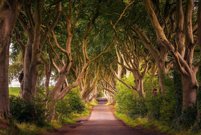 Galleria di alberi Dark Hedges a Ballymoney, Irlanda del Nord, Regno Unito