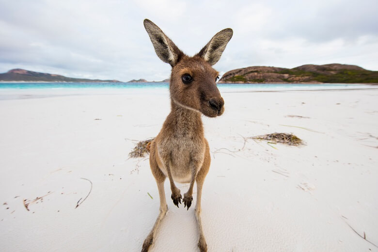 Känguru in Australien am Strand