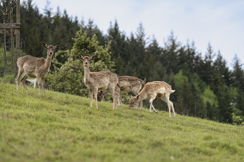Rehe auf einem Bauernhof im Schwarzwald
