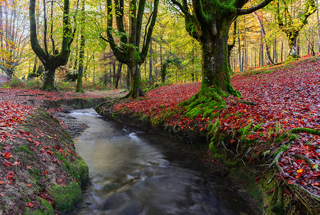 Hayedo de Otzarreta, Parque Natural del Gorbea, Vizcaya, España