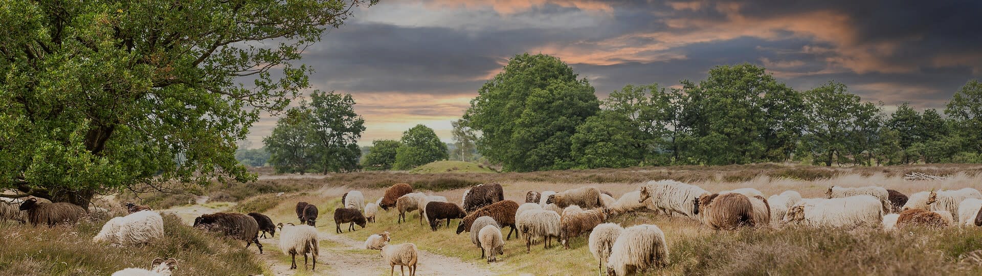 Vakantie in Drenthe: fietsen, wandelen en evenementen 