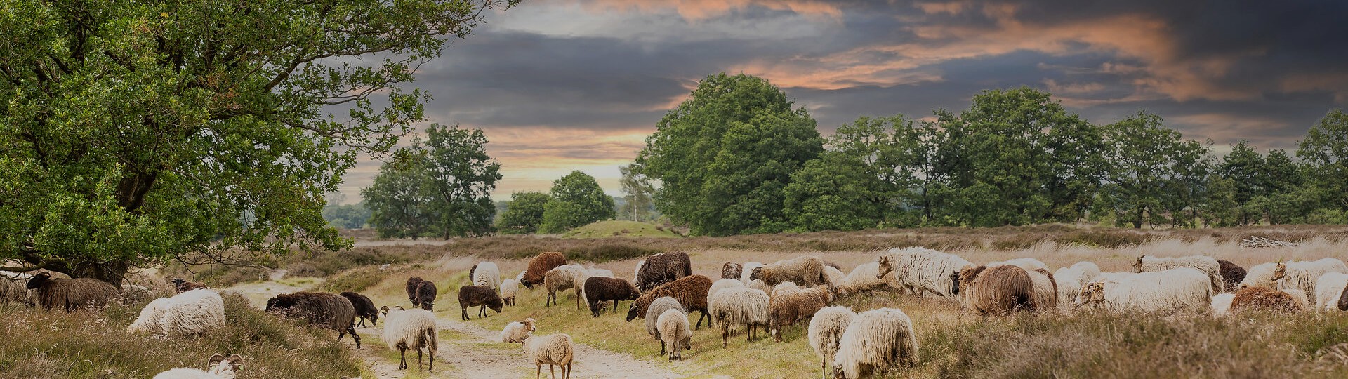 Vakantie in Drenthe: fietsen, wandelen en evenementen 