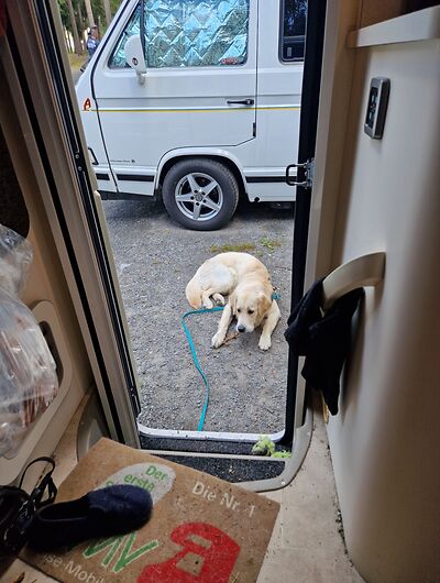 Camping mit Hund in der Schweiz