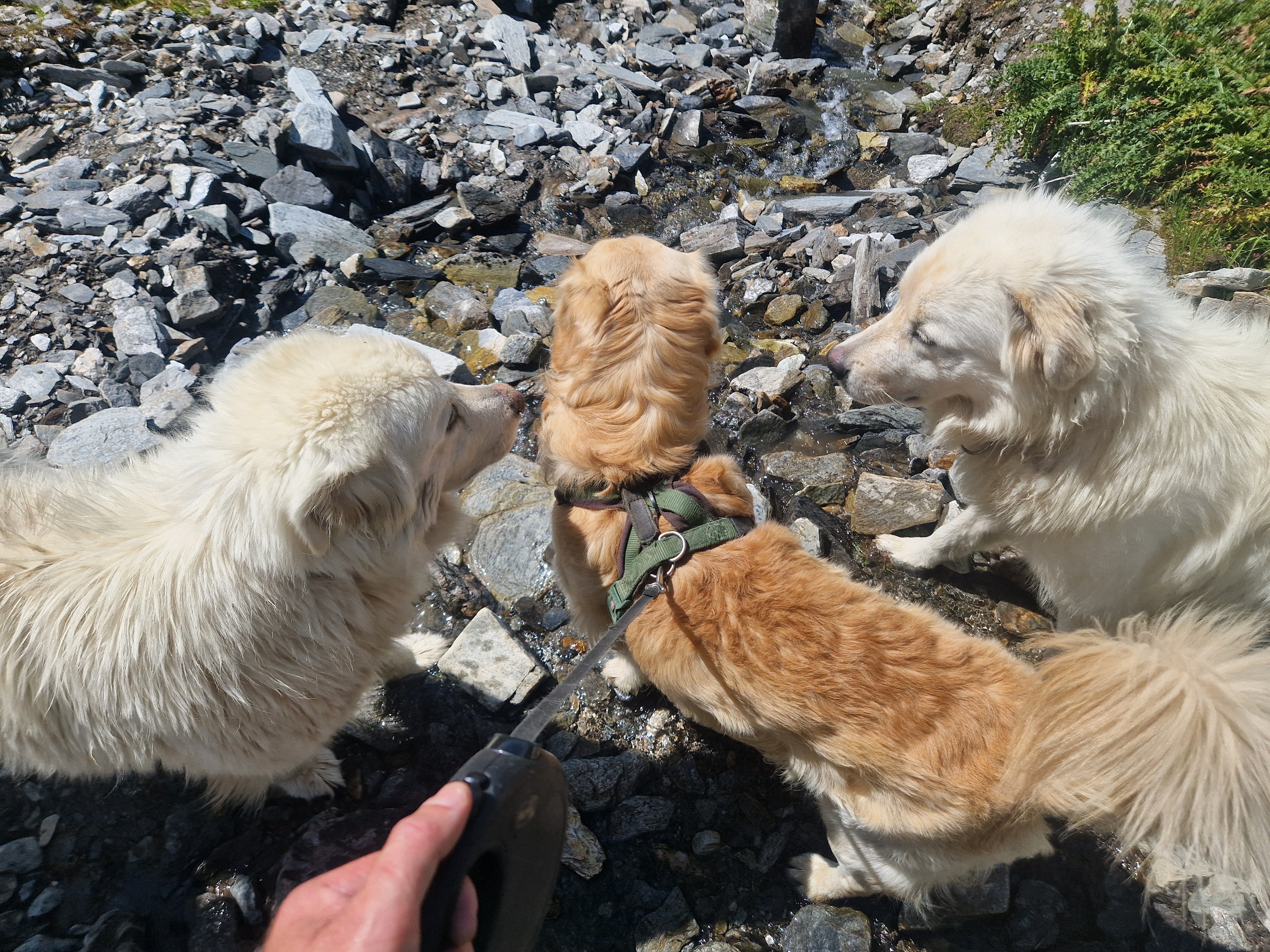 Drei Hunde in der Schweiz