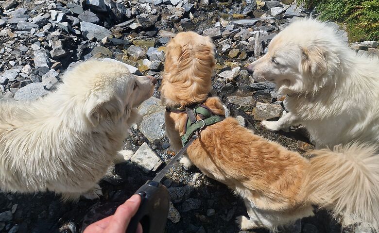 Drei Hunde in der Schweiz