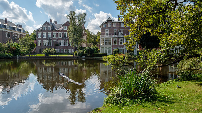 A Blue Heron takes of at a pond in the city park Vondelpark in Amsterdam center, the Netherlands 