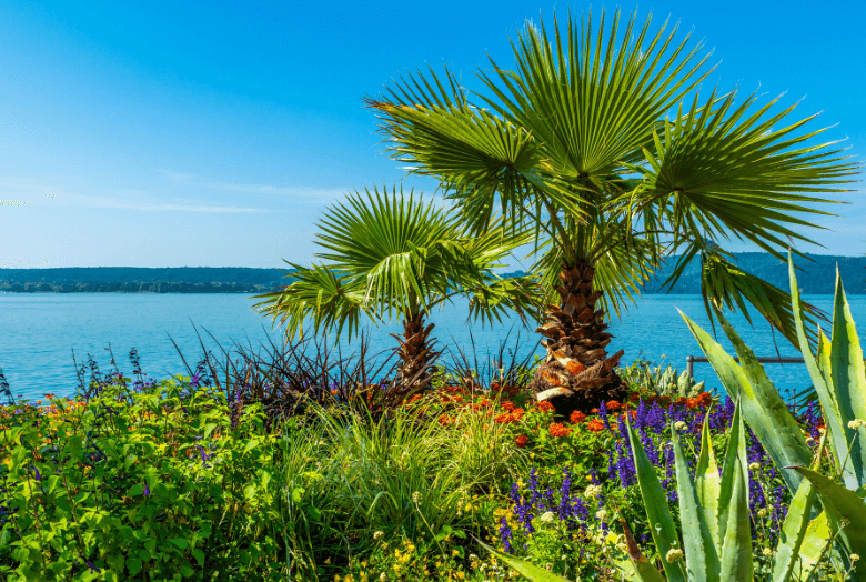 Palmen und Blumen am Bodensee-Ufer von Mainau