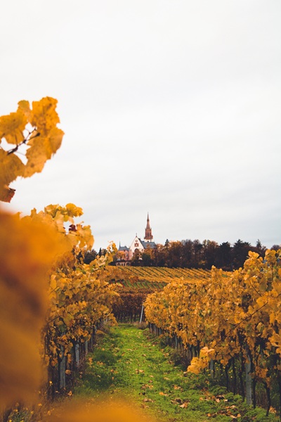 Weinreben im Herbst in Bingen am Rhein