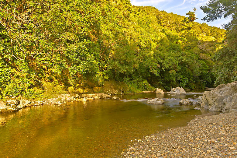 Fluss und Bäume im Kaitoke Regional Park in Neuseeland