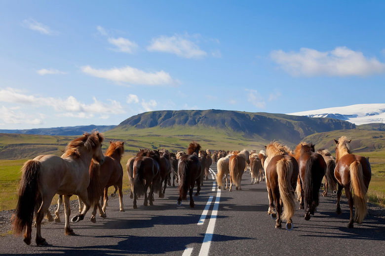 Pferdeherden sind keine Seltenheit auf Islands Straßen