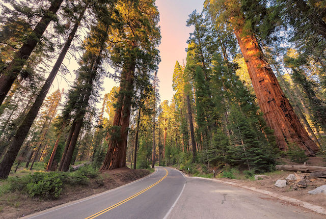 Redwood Regional Park in Kalifornien, USA