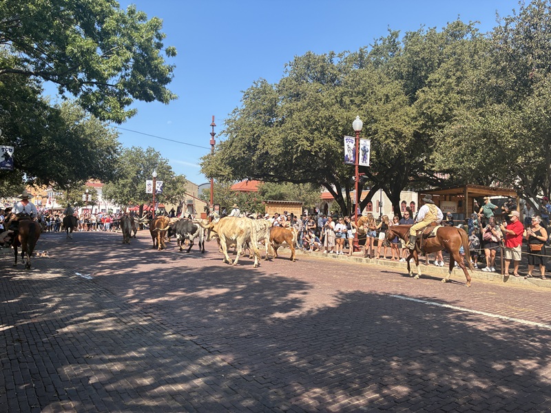 Traditionelle Parade mit Longhorn-Rindern in Fort Worth, Texas