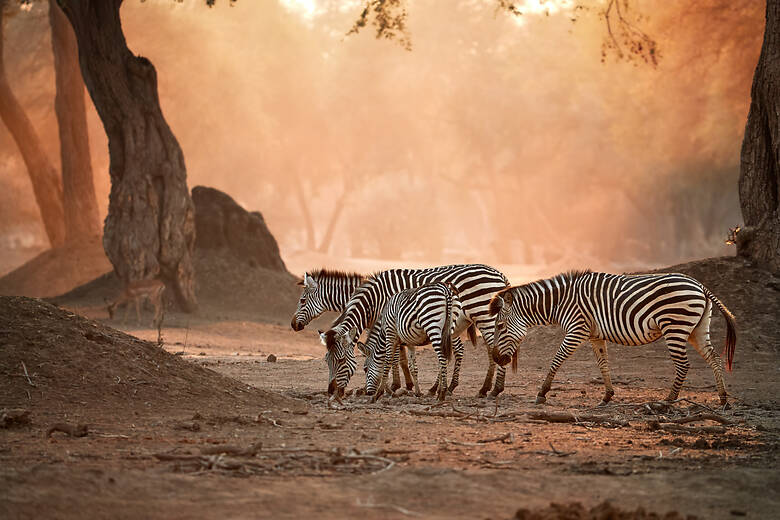 Zebraherde in der Abenddämmerung in Simbabwe