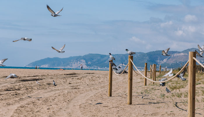 Vista de aves volando en Castelldefels, España