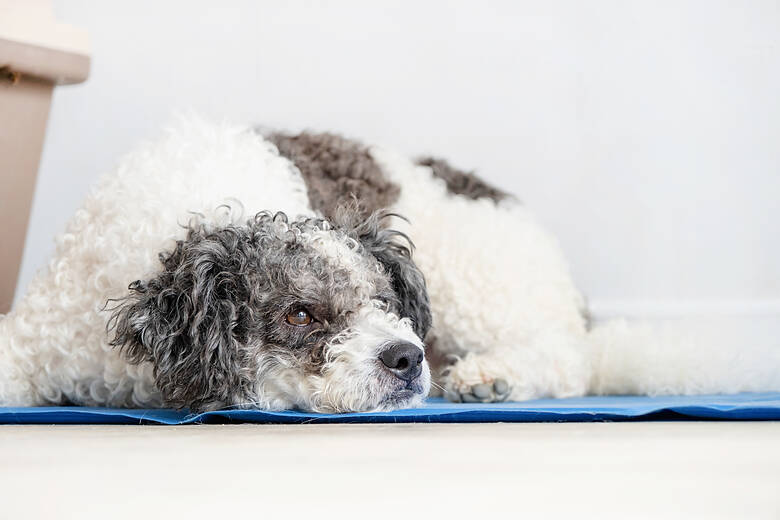 Hund schläft auf einer Kühlmatte 