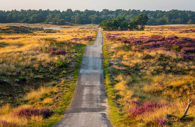 Blühende Landschaft im niederländischen Nationalpark De Hoge Veluwe