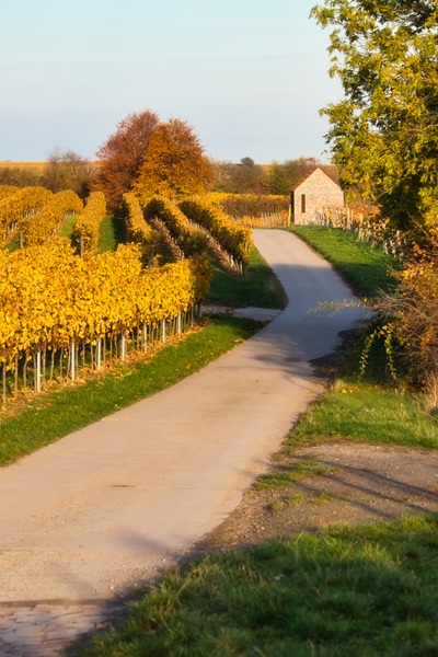 Weinwanderweg in Alzey im Herbst