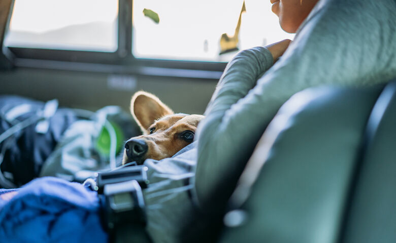 Kind und Hund im Wohnmobil