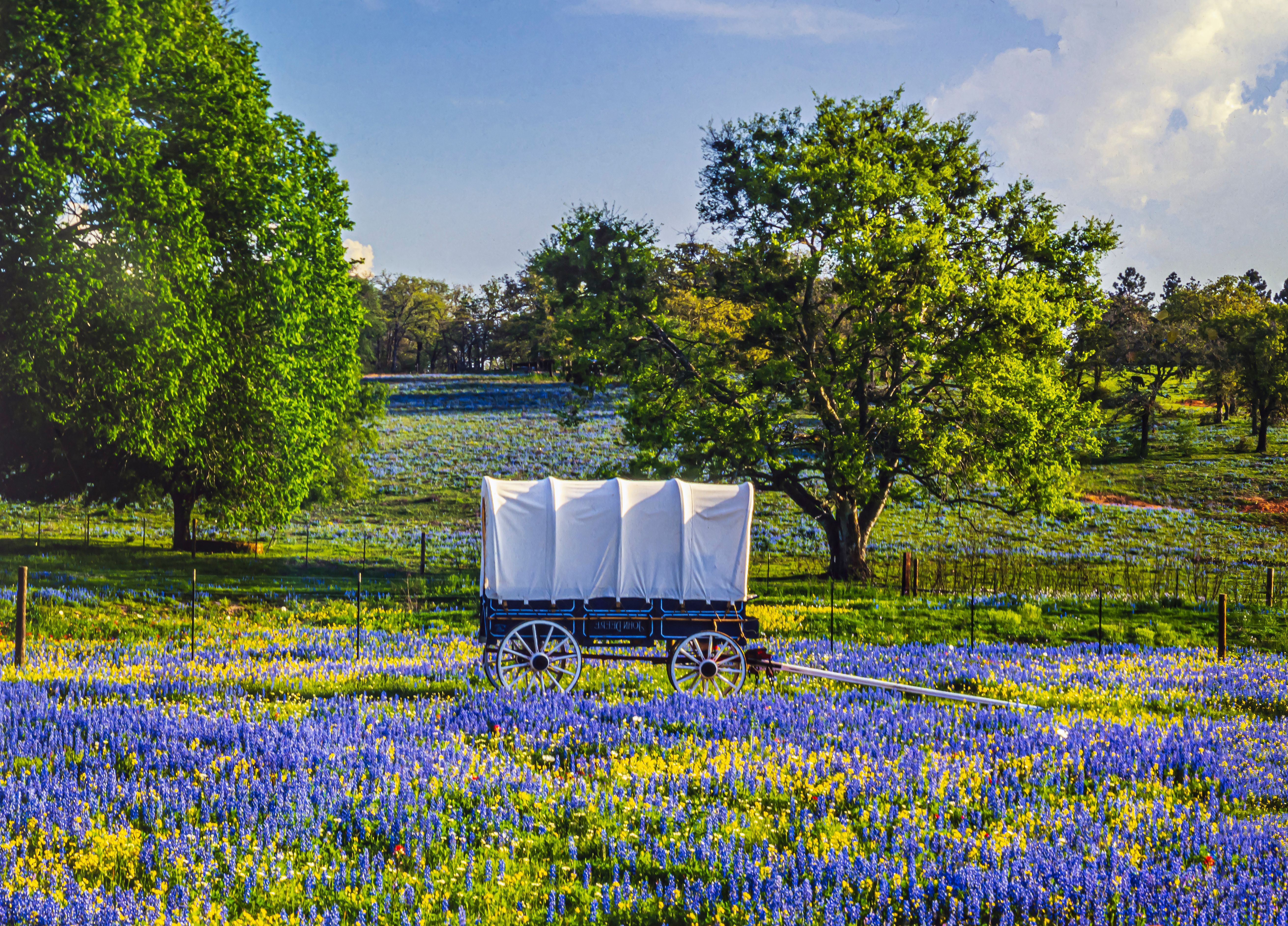 Planwagen auf einer Blumenwiese in Texas 