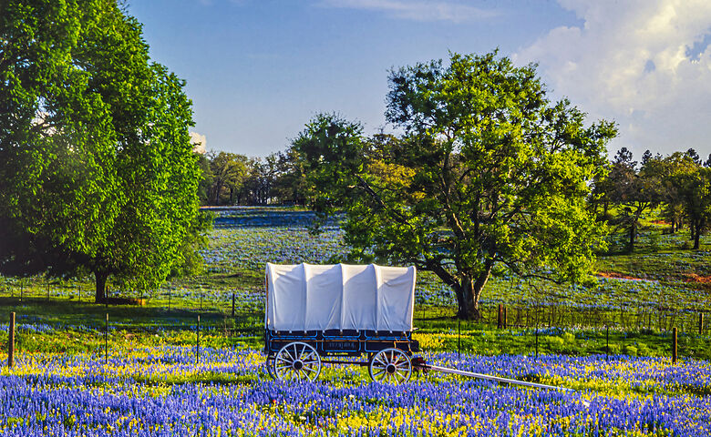 Planwagen auf einer Blumenwiese in Texas 