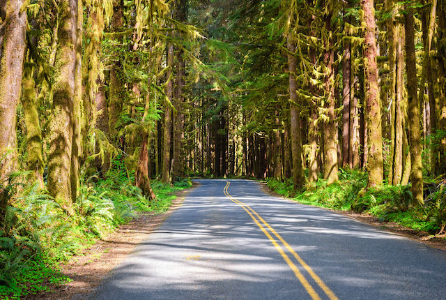 Hoh Rainforest, Olympic National Park