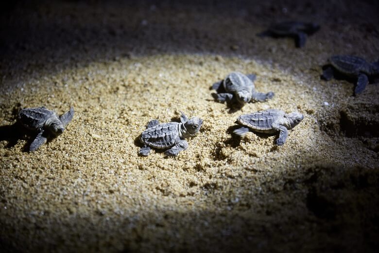Babyschildkröten nach der Geburt in Australien am Strand