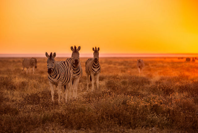 Un branco di zebre al pascolo all'alba nel parco nazionale di Etosha, Namibia