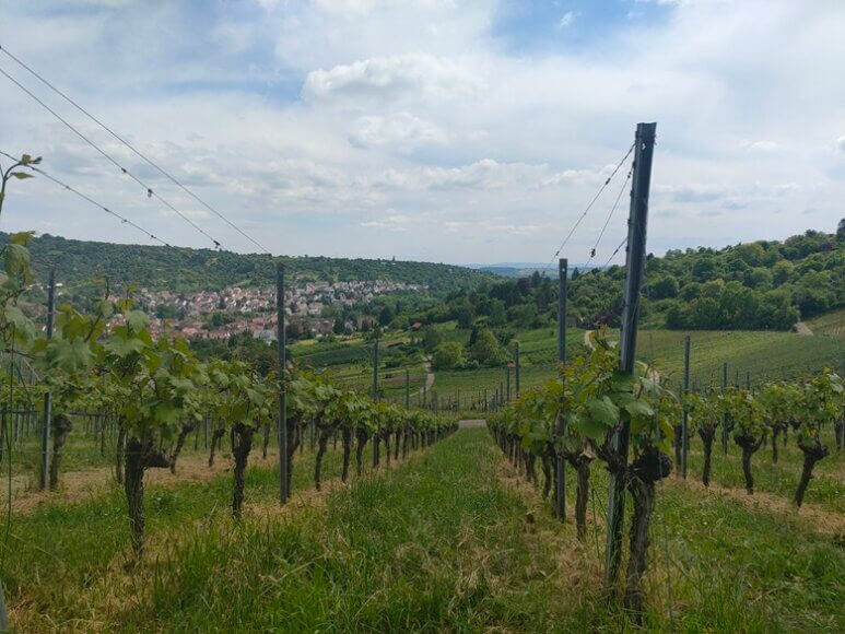 Blick von den Weinbergen nach Stuttgart