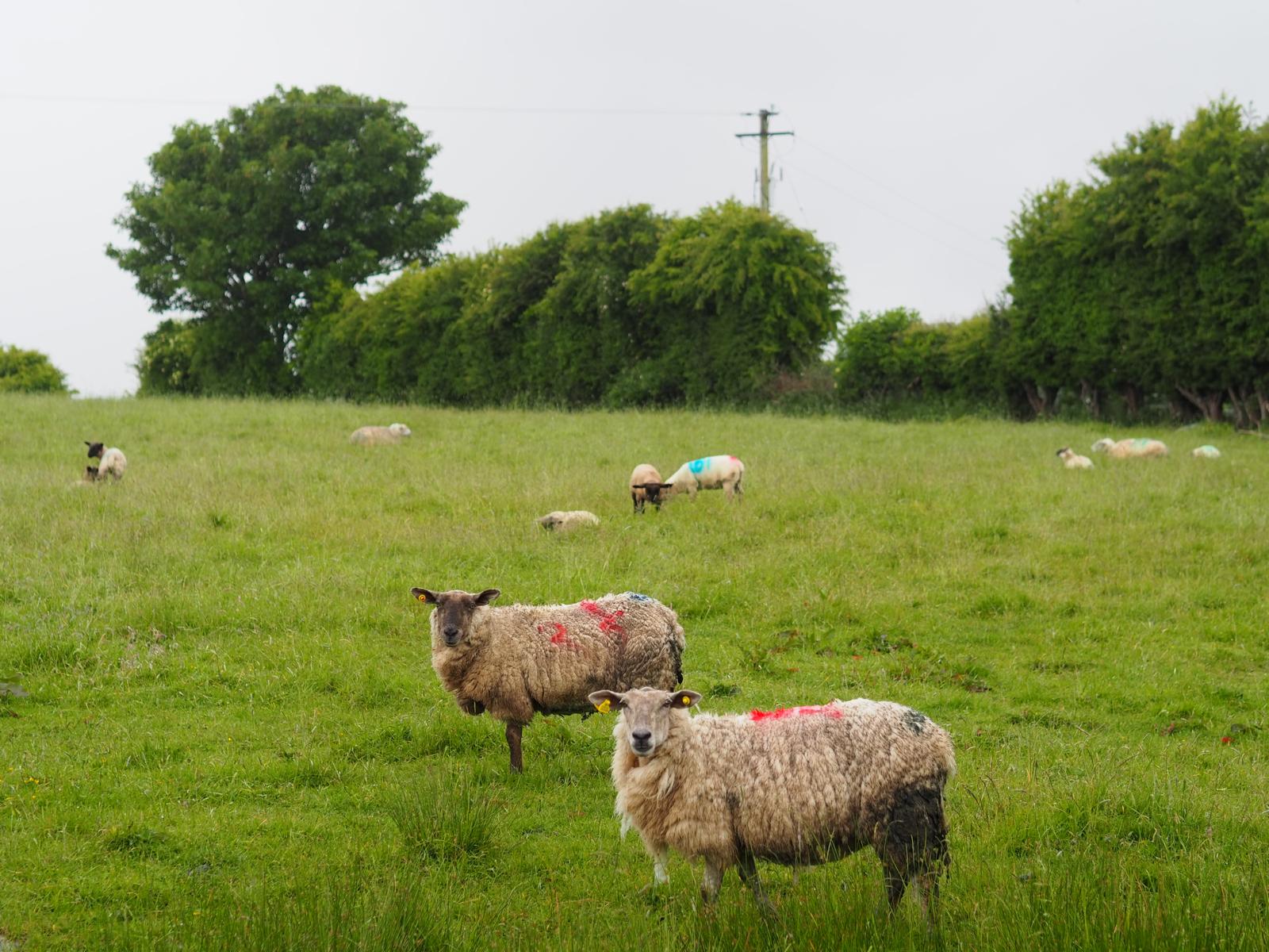 Schapen in Ierland