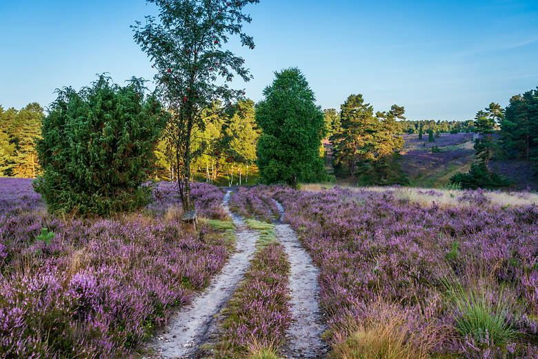 Blühende Heideflächen im Naturpark Südheide