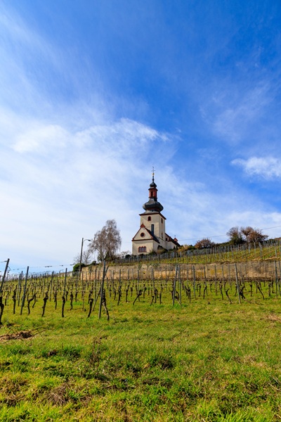 Weinreben und Kirche in Nierstein in Hessen