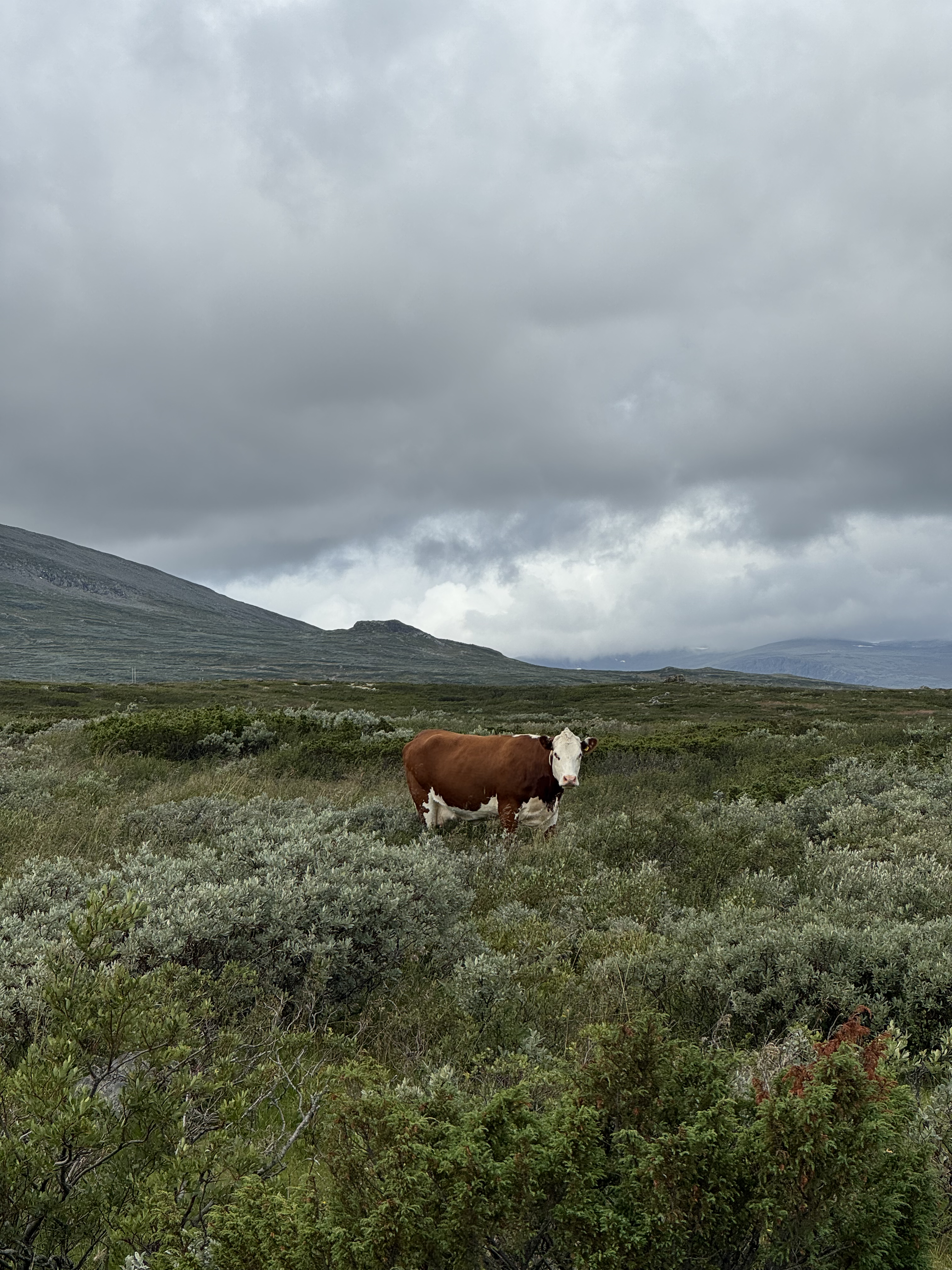 Kuh im Jotunheimen-Nationalpark in Norwegen