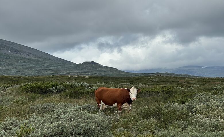 Kuh im Jotunheimen-Nationalpark in Norwegen